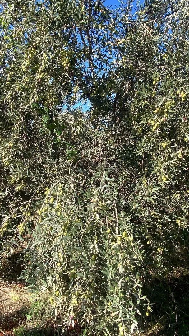 VENTE OLIVE SUR ARBRE