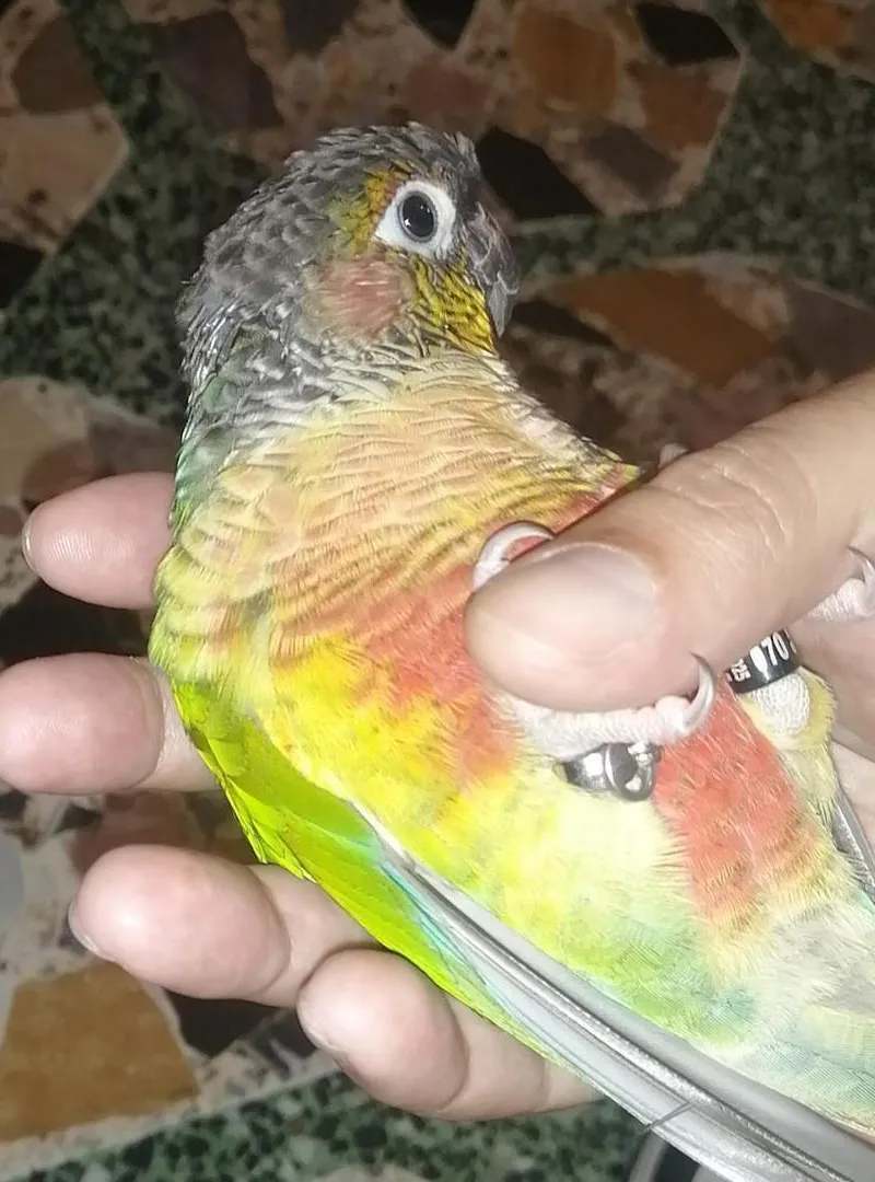 Molina opaline
