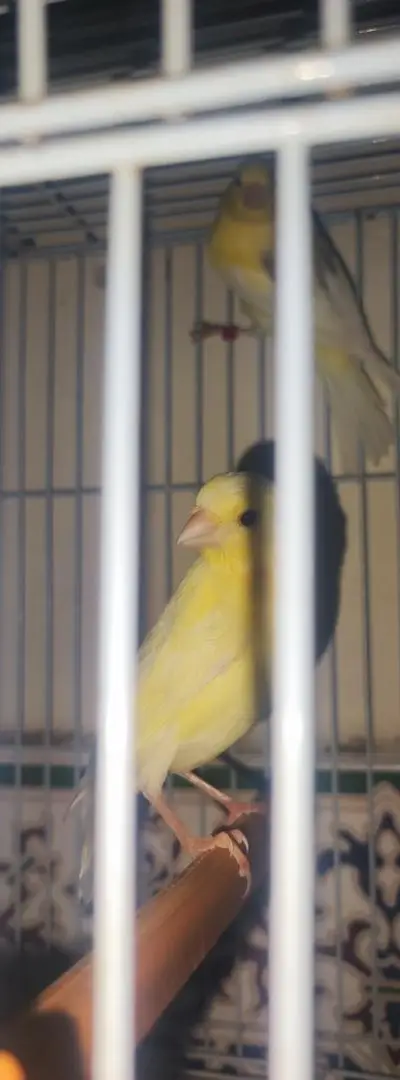 Canaris juvéniles en bonne santé 🐦