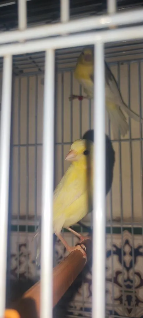 Canaris juvéniles en bonne santé 🐦