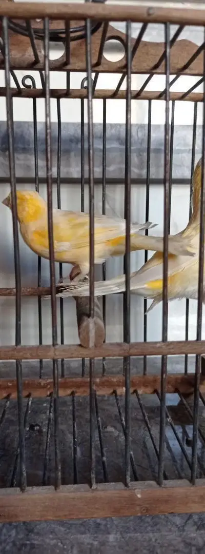 Femelles canaris, bienvenue aux intéressés