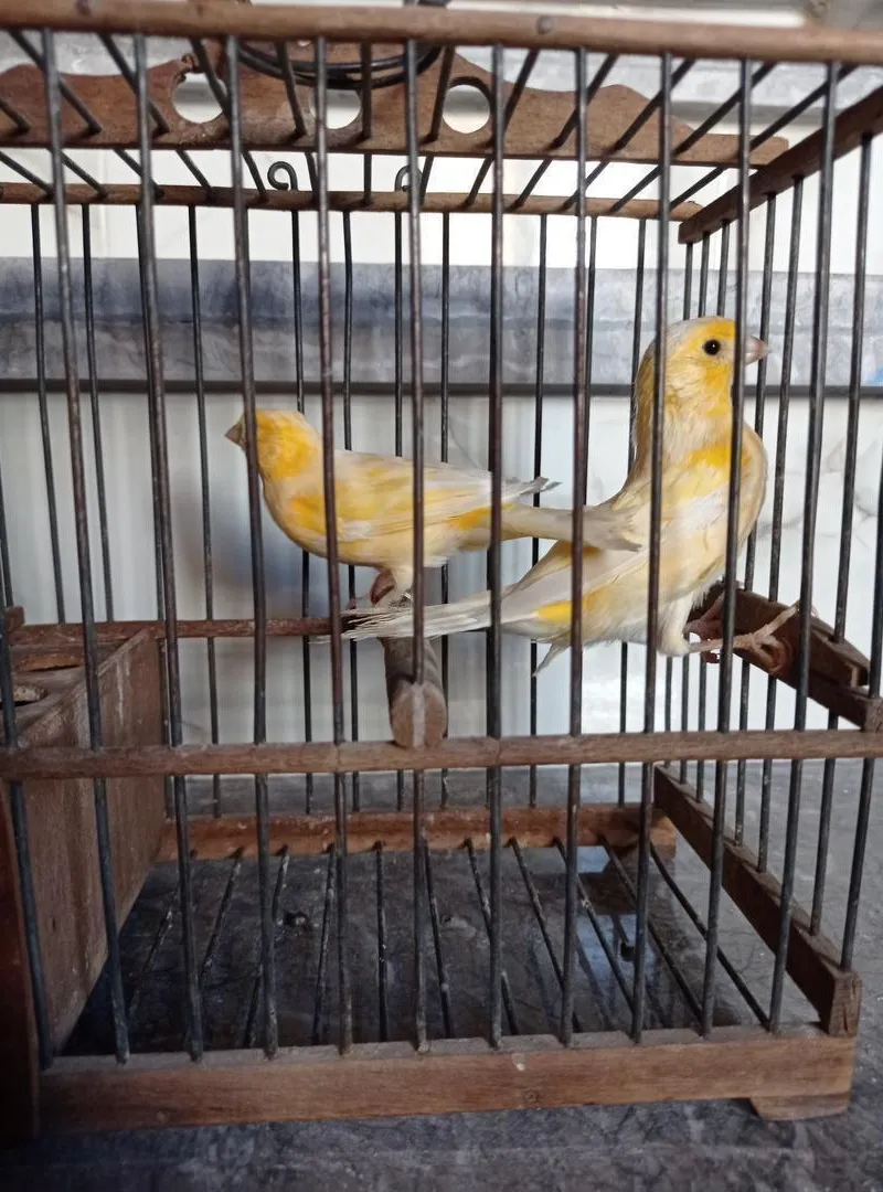 Femelles canaris, bienvenue aux intéressés