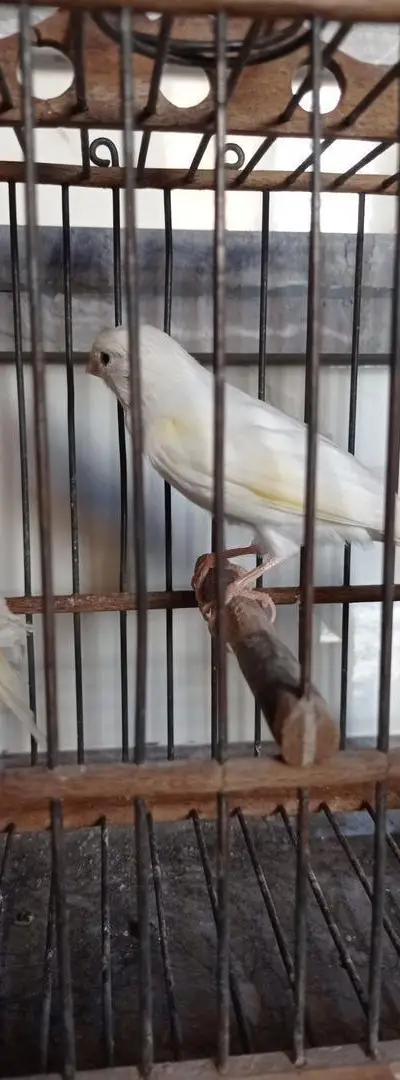Couple de canaris, bienvenue aux intéressés