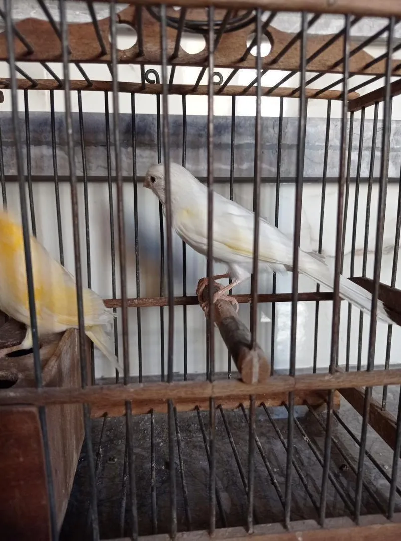 Couple de canaris, bienvenue aux intéressés