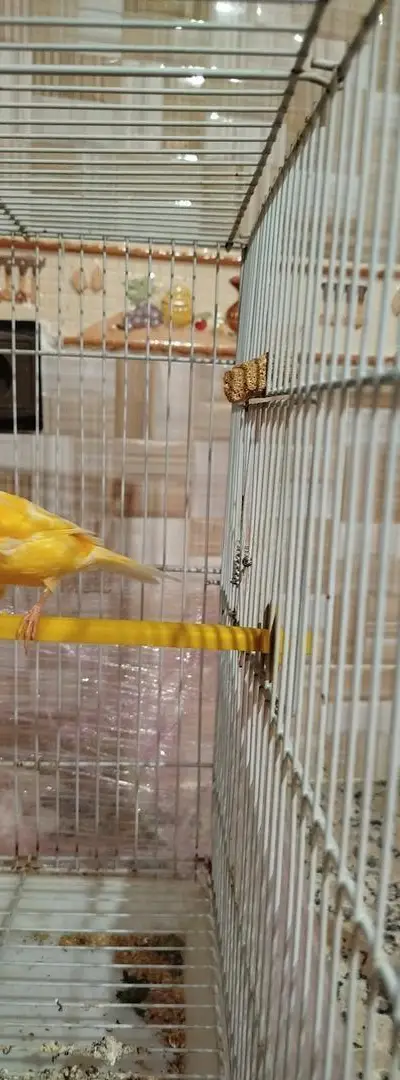 Canari né cette année