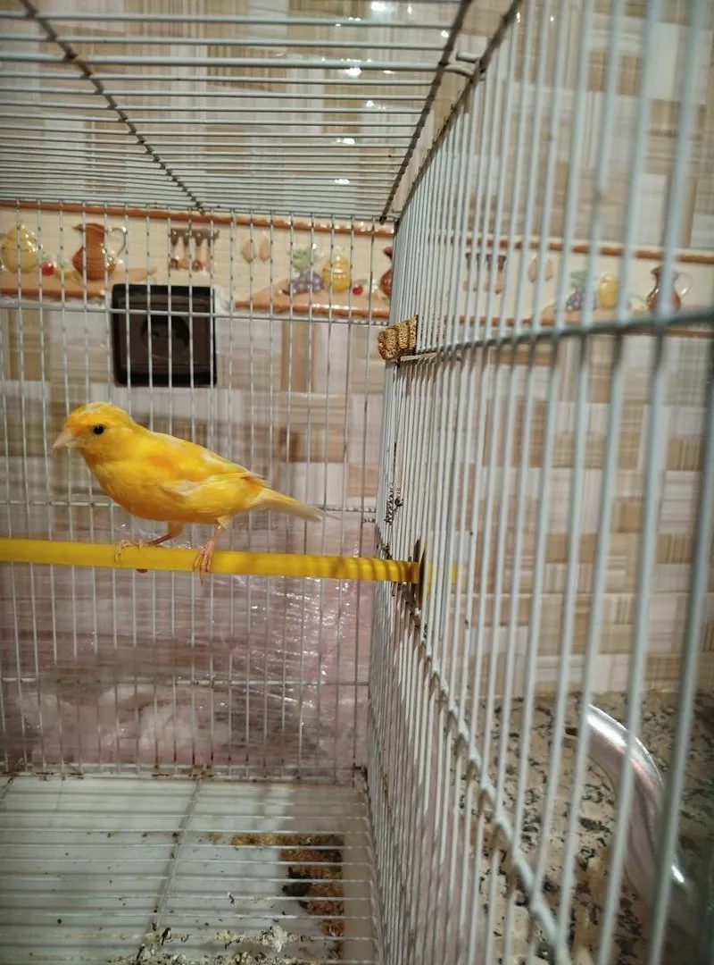 Canari né cette année