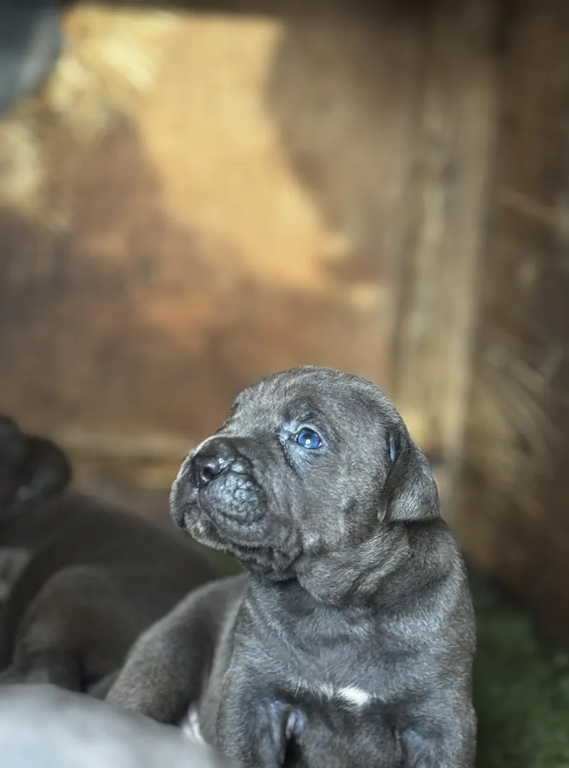 Les chiots de Cane Corso gris