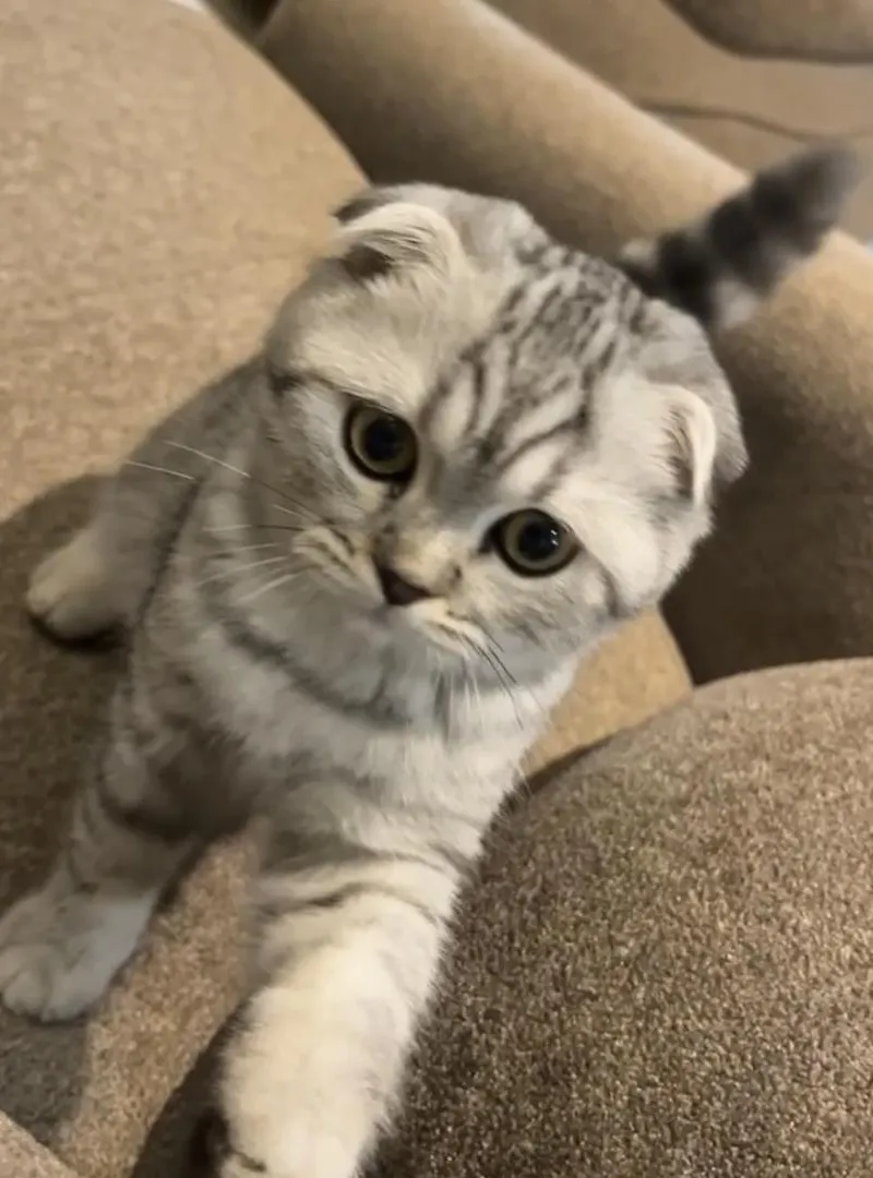 Scottish fold 3 mois