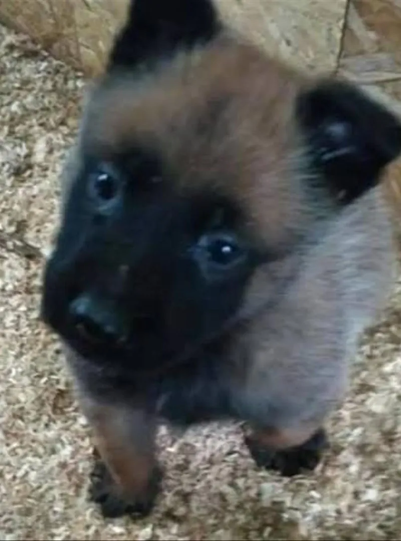 Malinois charbonné âgé de 2 mois