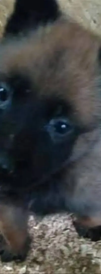 Malinois charbonné âgé de 2 mois