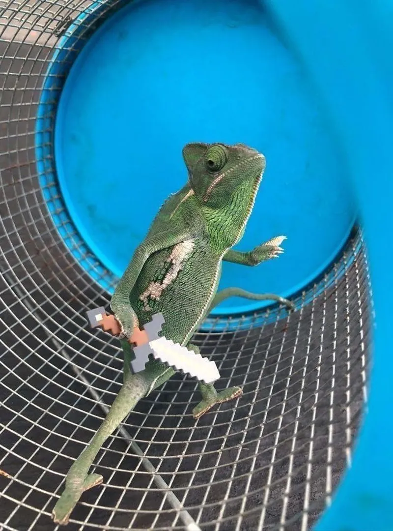 Caméléon casqué à vendre