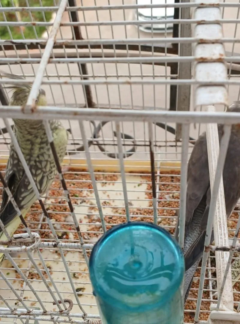 Couple de calopsittes et un petit avec la cage