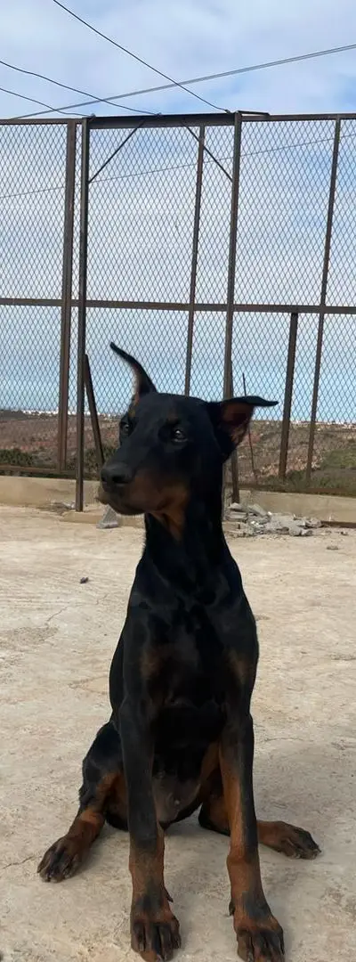Chiot Doberman mâle