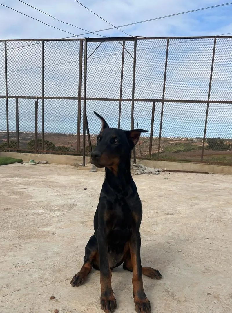 Chiot Doberman mâle