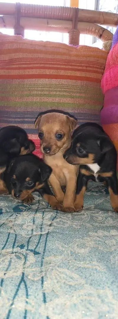 Chien de poche petite taille Chihuahua