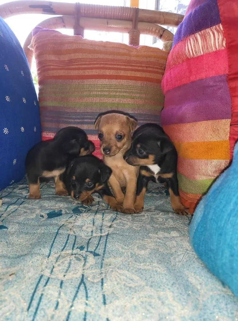 Chien de poche petite taille Chihuahua
