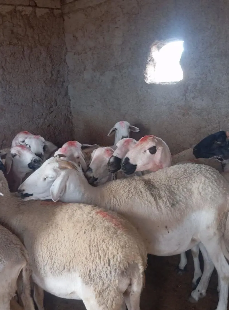 30 brebis Sardi bonnes et à bon prix