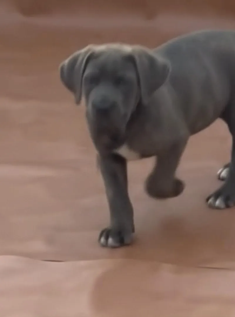 chiots canicorsso