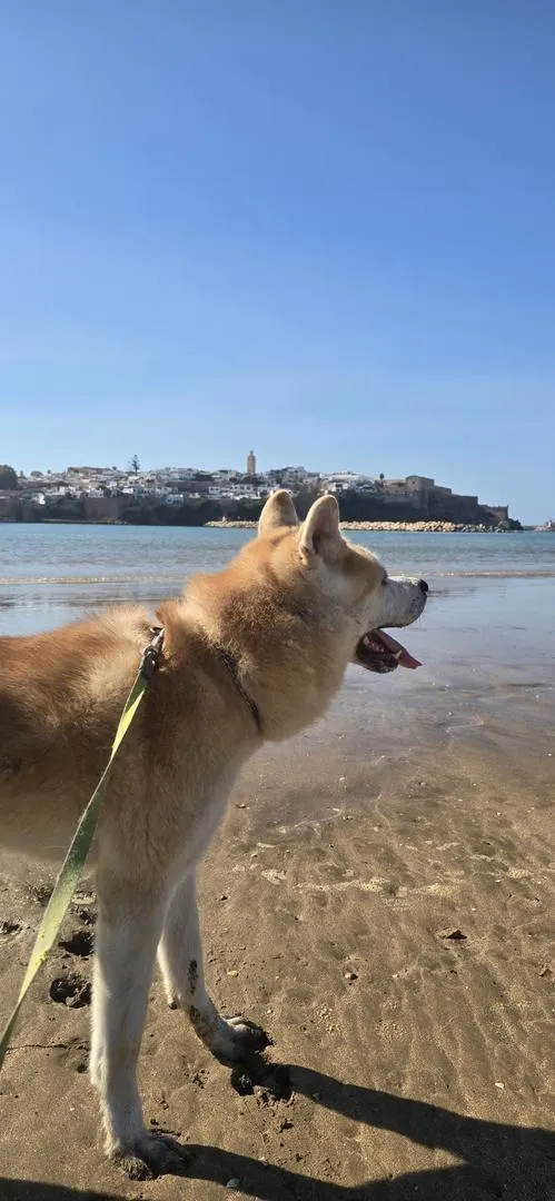 Chien akita inu 4 ans