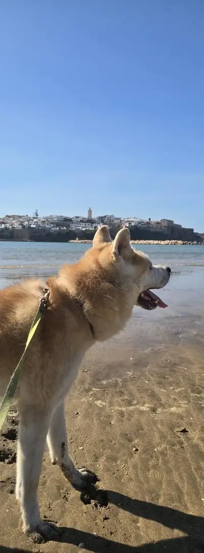 Chien akita inu 4 ans