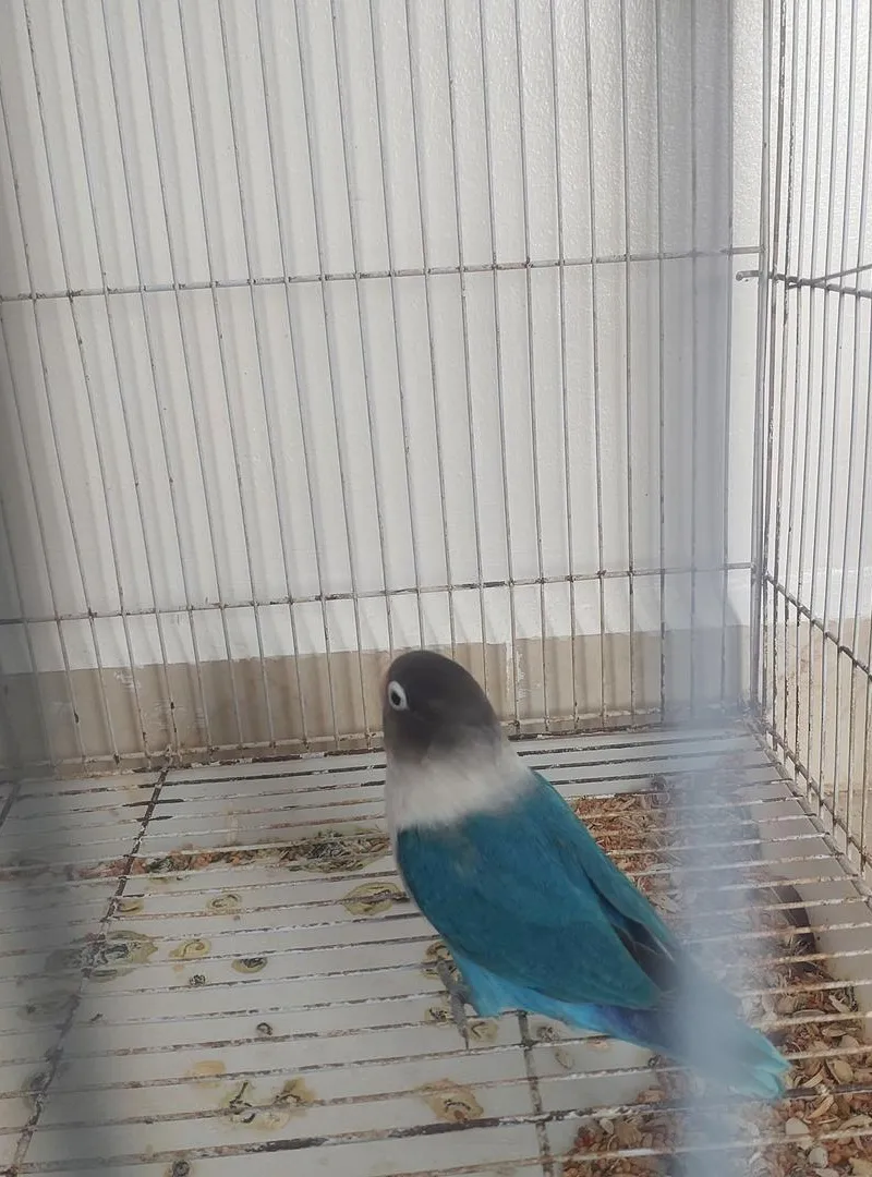 Oiseaux inséparables en pleine ponte