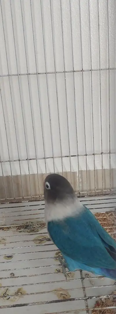Oiseaux inséparables en pleine ponte