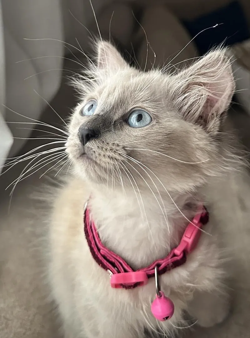 Chaton femelle à vendre