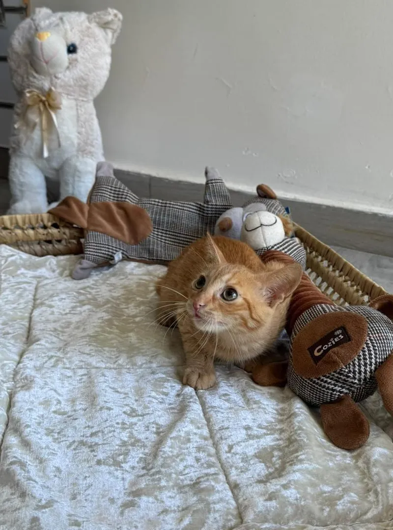 Un chaton hyper gentil vacciné à adopter