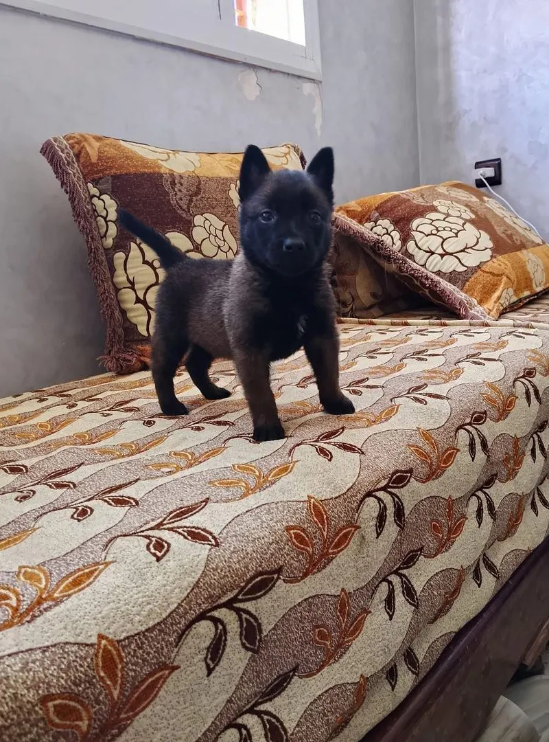 Malinois Charboni