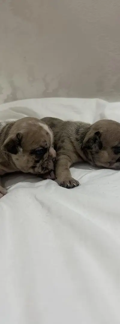 Bouledogue Français à réserver