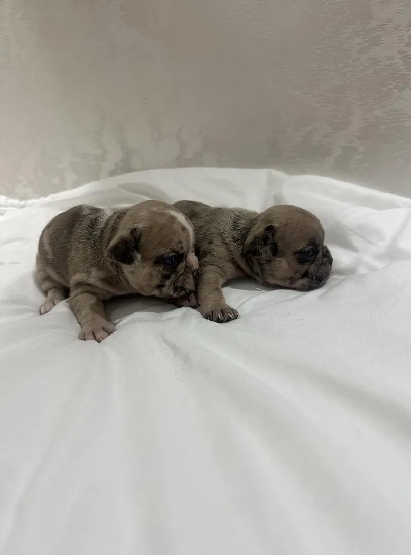 Bouledogue Français à réserver