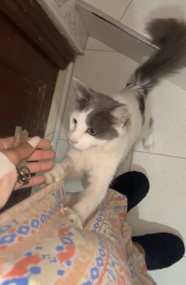 Mocha adopté (castré)