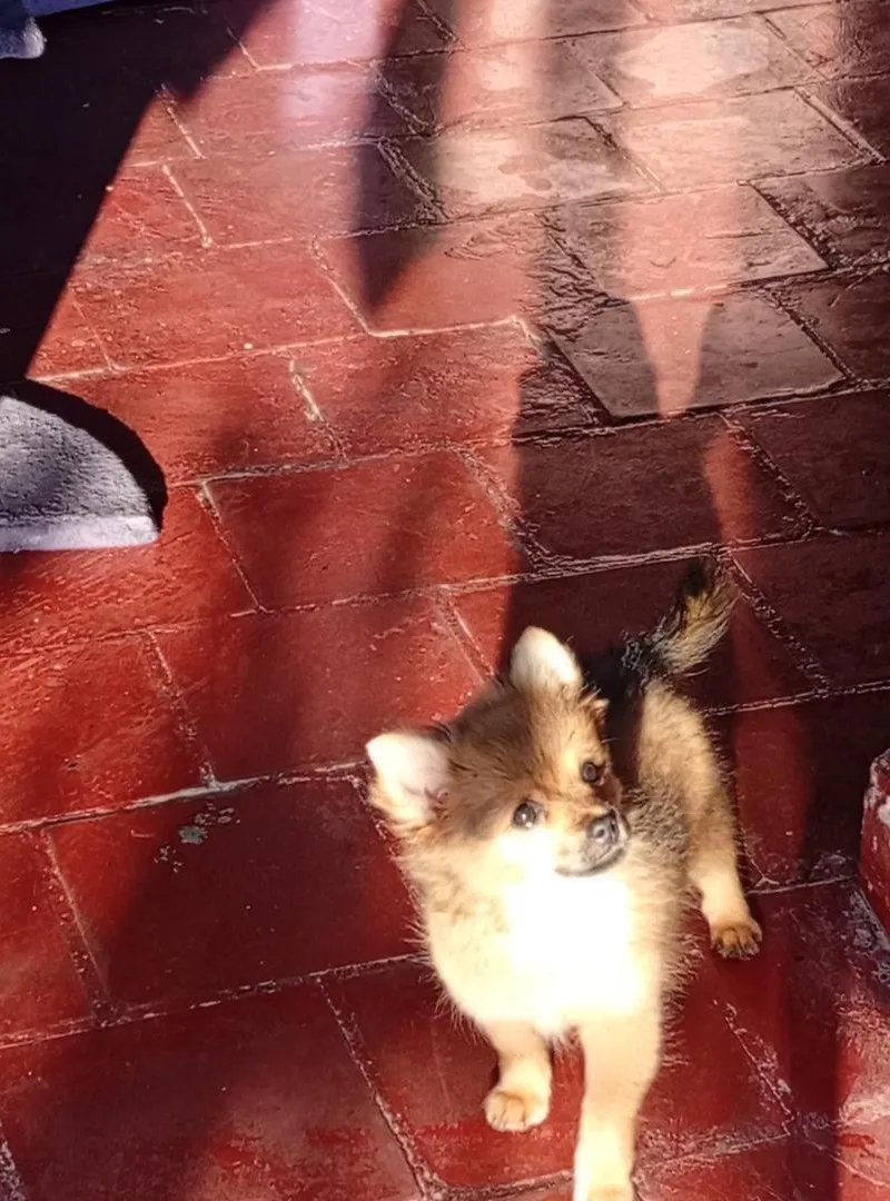 Chiot chihuahua papillon femelle