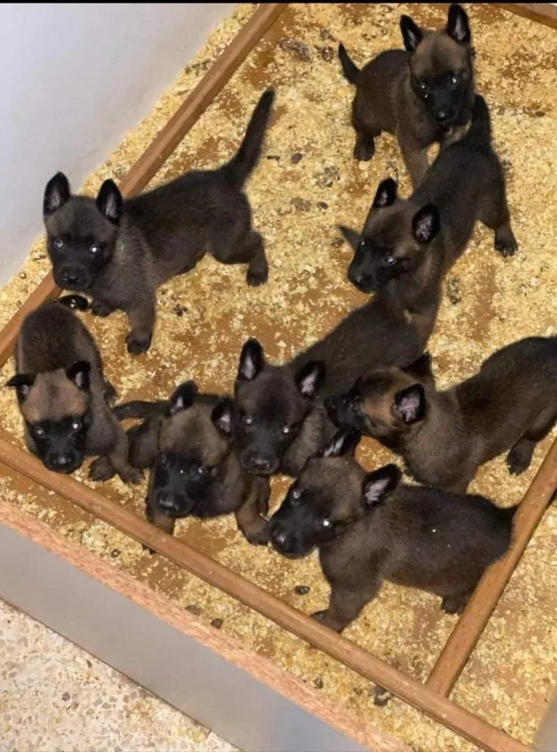Super chiot Malinois Charboni