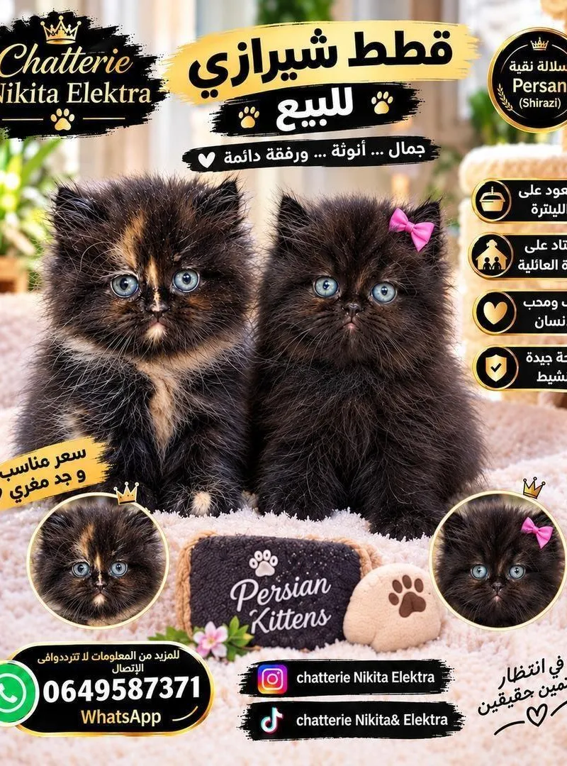 Deux chatons Persans couleur chocolat