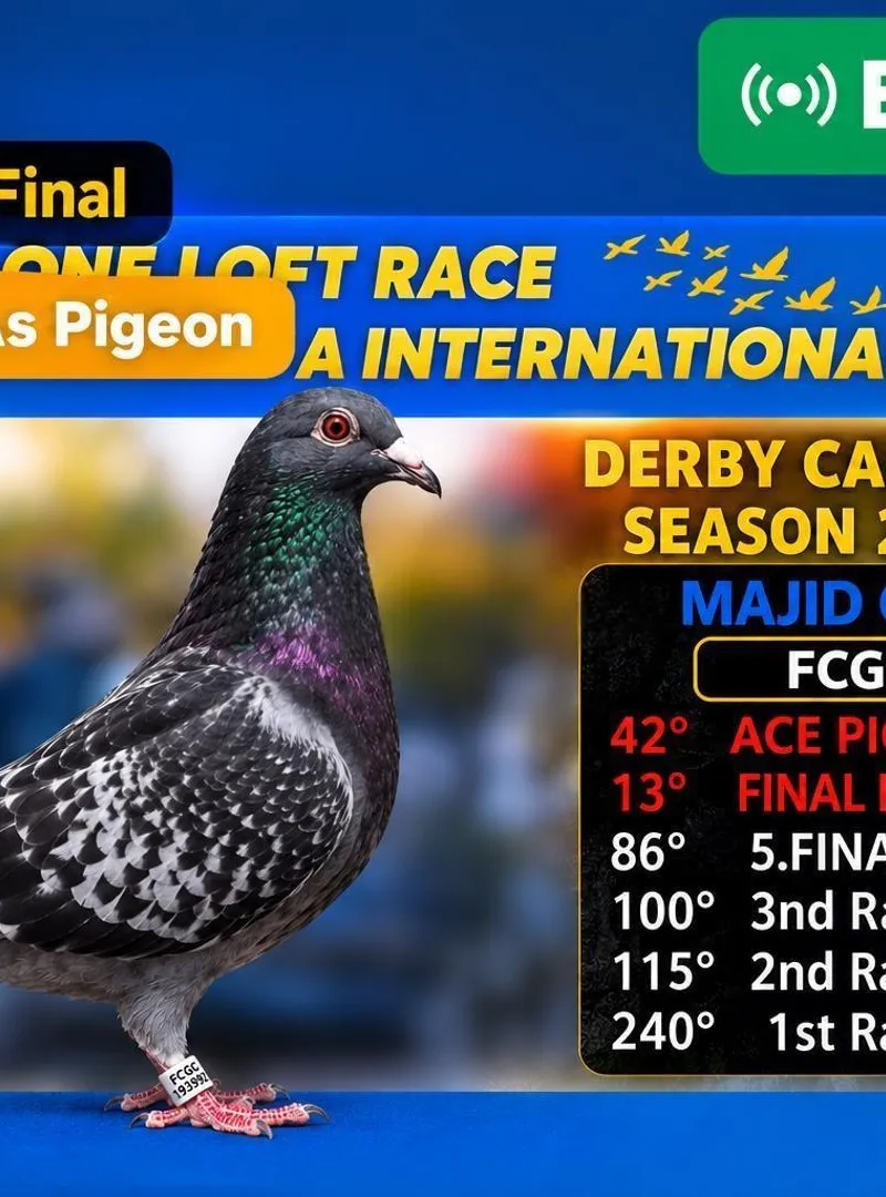Pigeon très excellent
