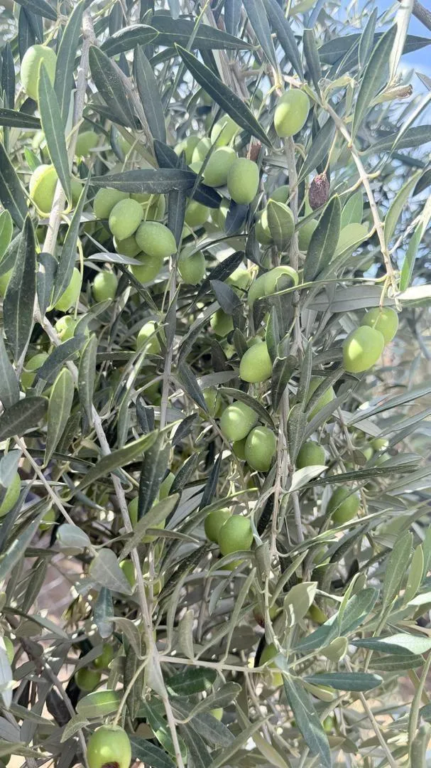 Olive de récolte 350 arbres Olivier disponible