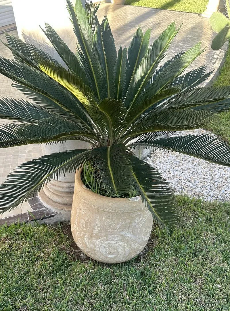 Vente cycas