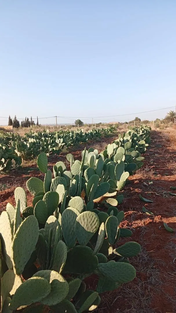 Plaques de cactus résistantes aux cochenilles