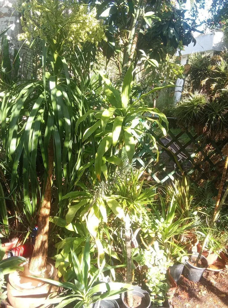 Plantes décoration