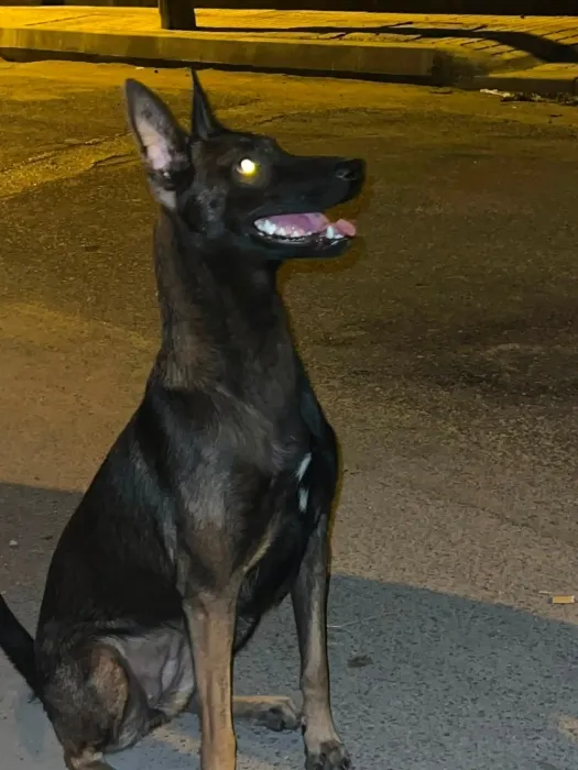 Super femelle malinois charboni race pure