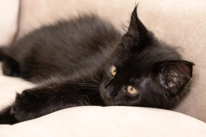 Chaton maine coon 2mois