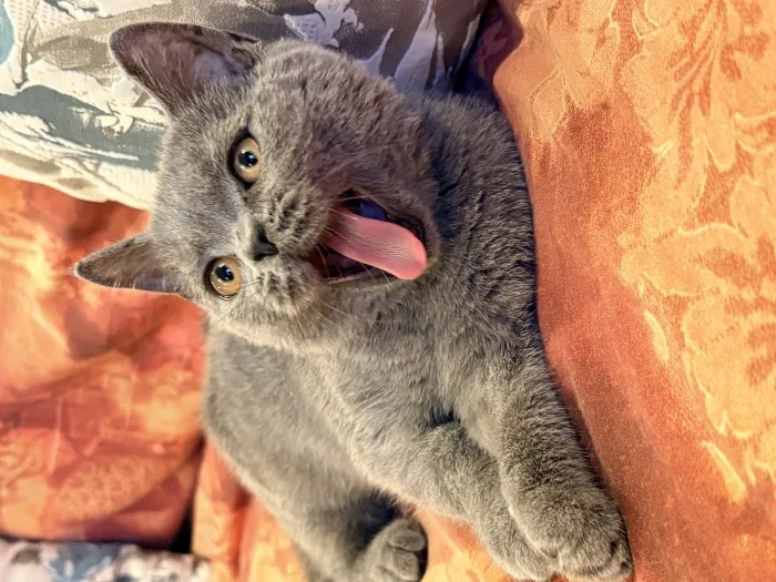 Scottish Shorthair Straight Blue .