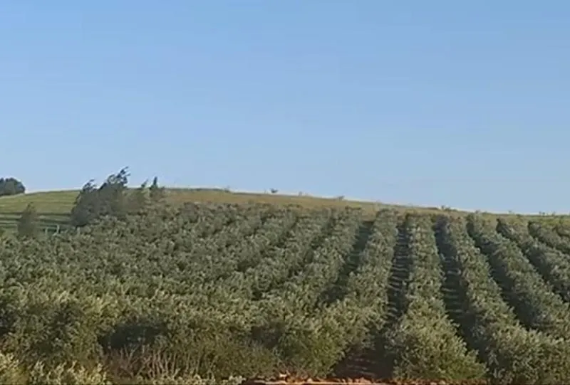 Olives