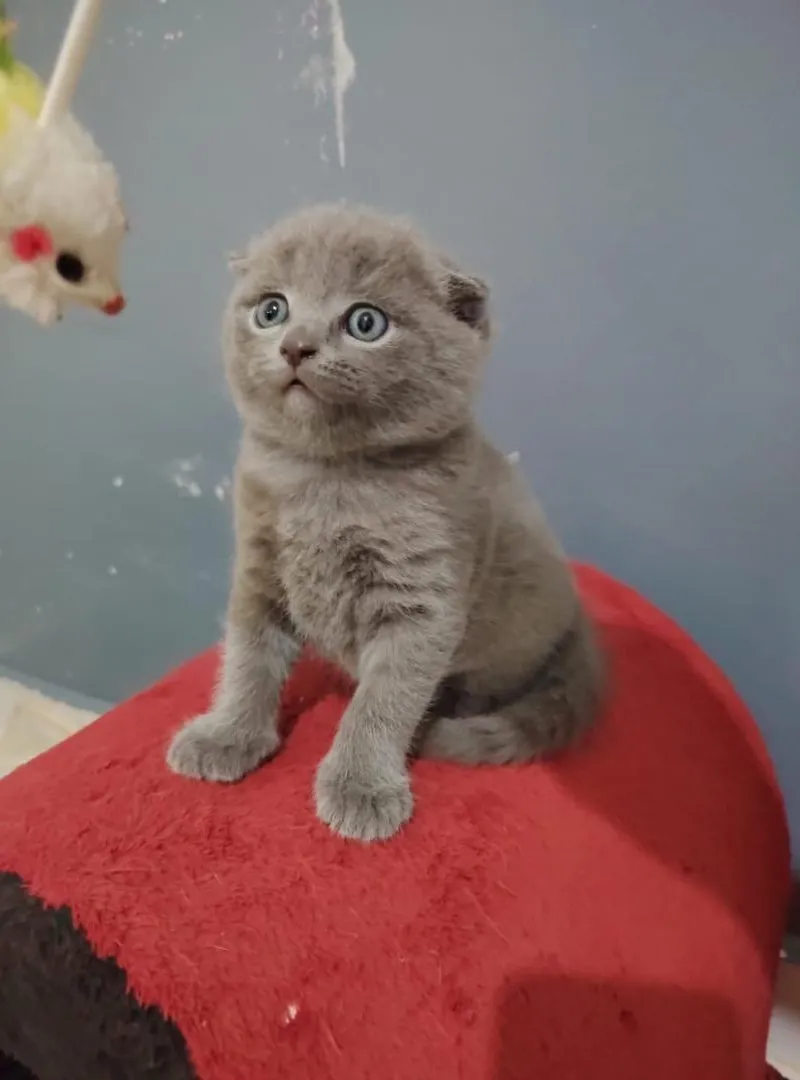 Scottish fold