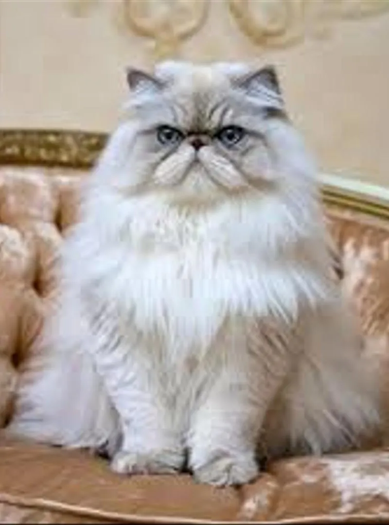 Femelle Persan Himalya 6 mois