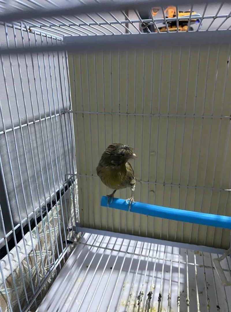Canari mâle à vendre