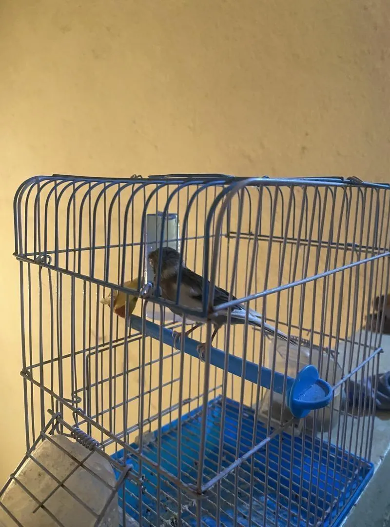 Canari mâle