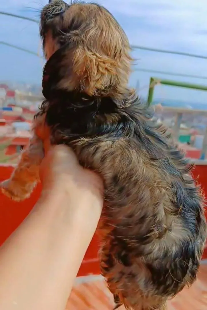 Un petit caniche à vendre