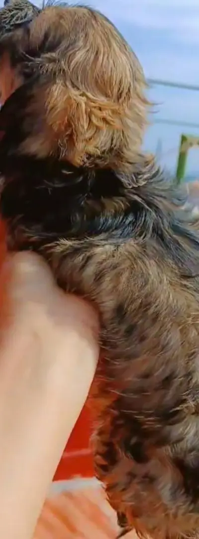 Un petit caniche à vendre